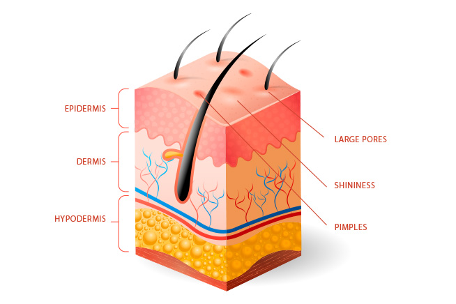integumentary system - depicting different layers of skin