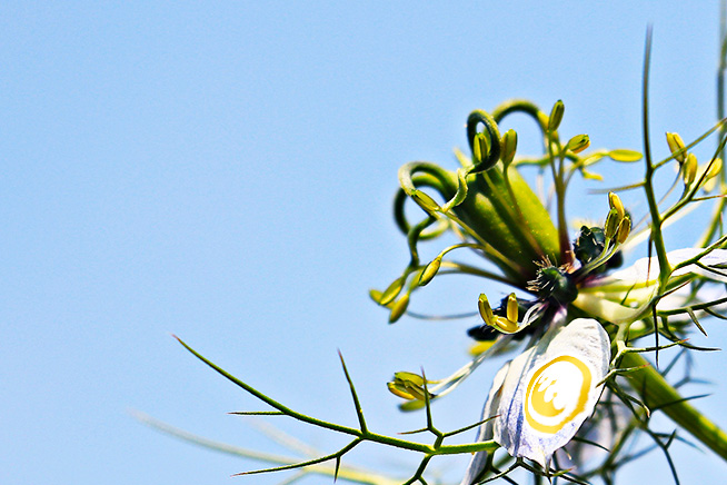 nigella sativa plant branded with prestige provisions logo