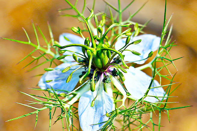 flower of n sativa origin of black seed oil