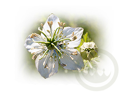 nigella sativa flower - bulk black seed wholesale - prestige provisions