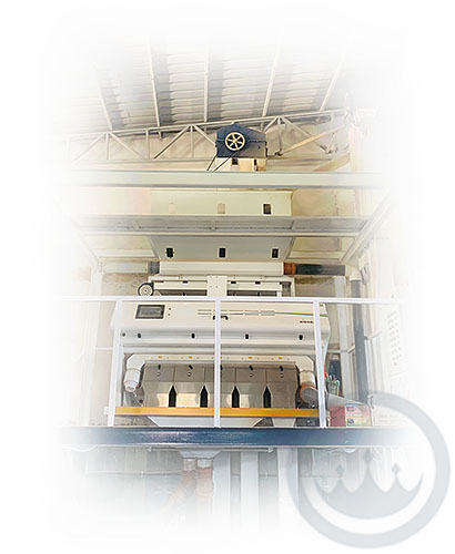 sortex machine for optimal purity of black seed wholesale at processing factory - prestige provisions