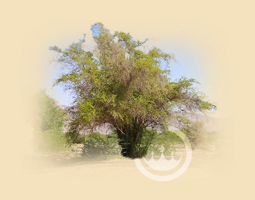 amazing sidr tree in hadramout - yemeni sidr honey wholesale - prestige provisions