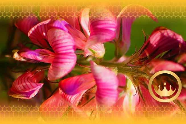 close up shot on a pink sainfoin flower