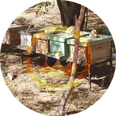 row of traditional yemeni sidr honey wholesale beehives positioned naturally in hadramout yemen