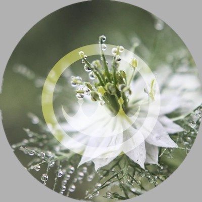beautiful close-up of white nigella sativa flower with morning dew-like moisture
